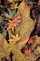 Autumnal Big Leaf & Japanese Maple Leaves